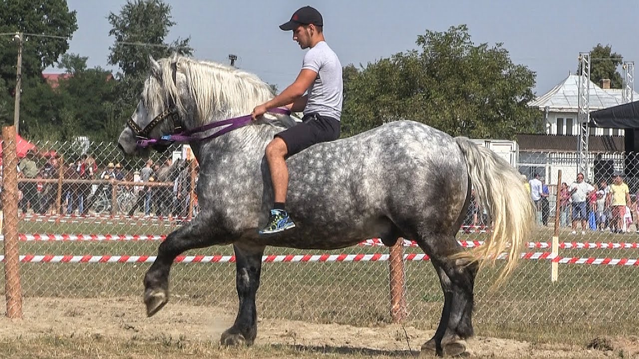 aradaut